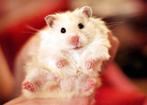 c hamster